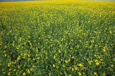 网传《最后的生还者》重制版9月2日发售 登陆PC和PS5