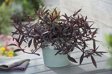 《Apex英雄》第11赛季传奇选取率 动力小子恶灵并列第一